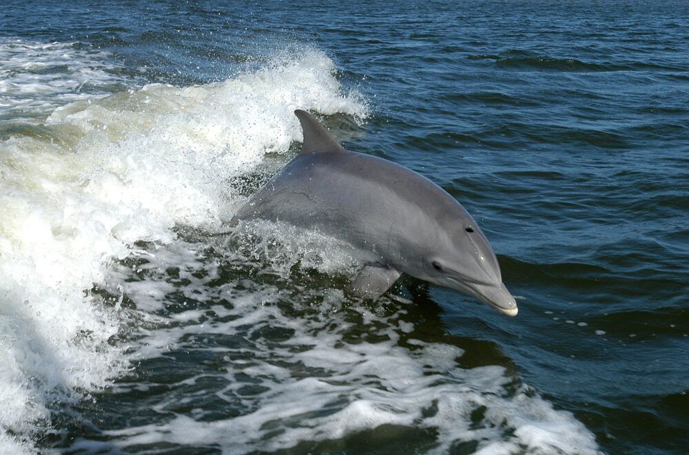 Avistamiento de Delfines